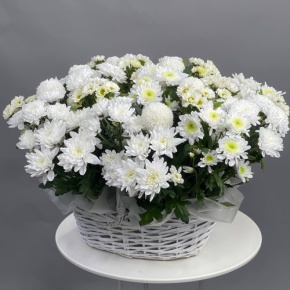 Композиция в корзине из микса хризантем в Королеве