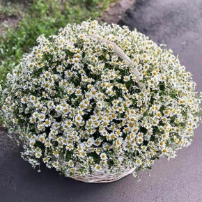 Композиция в корзине из 151 ромашки в Королеве