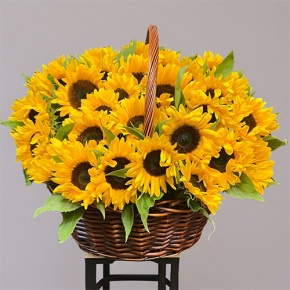 Композиция в корзине из 51 подсолнуха в Королеве