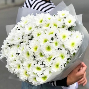 Букет "Лаймовый" из 15 кустовых хризантем в Королеве