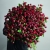 Монобукет из 75 кустовых роз Марун (70 см) в Королеве