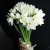 Букет из 25 нарциссов в Королеве