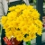 Букет 9 желтых хризантем в Королеве Букет 9 желтых хризантем в Королеве